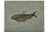 Detailed Fossil Fish (Knightia) - Large For Species #314016-1